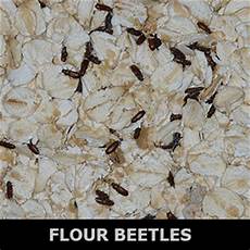 Oatmeal Carpet