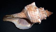 Shell Button