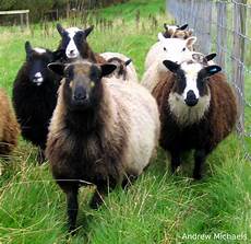 Sock Yarns